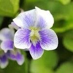 Viola striata Flower