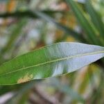 Calophyllum tacamahaca Leaf