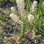 Lepidium heterophyllum Plante entière