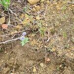 Hyacinthoides lingulata Flower