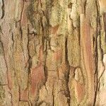 Taxodium distichum Bark