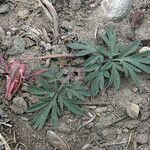 Dicentra uniflora Habitat