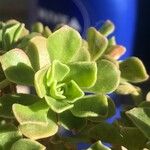 Aeonium leucoblepharum Feuille