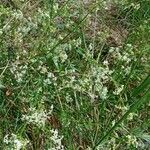 Galium mollugo Συνήθη χαρακτηριστικά