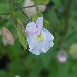 Nemesia floribunda Lorea