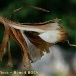 Allium pallens Fruit