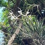 Brassavola martiana 花