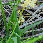 Toxicoscordion paniculatum Kukka