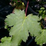 Acer glabrum Foglia