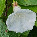 Calystegia silvatica Flors