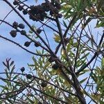 Hakea salicifolia Frucht