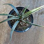 Yucca baccata Hoja