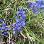 Polygala alpina Flor