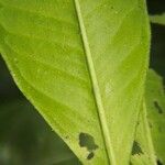 Ardisia opegrapha Leaf