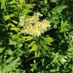 Doellingeria umbellata Flor