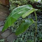 Heliconia latispatha Plante entière