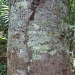 Parahancornia fasciculata Bark