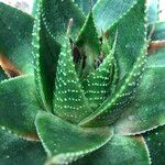 Aristaloe aristata cv. 'Cosmo' Tervik taim