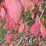 Euonymus atropurpureus Folla