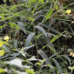 Crotalaria juncea Habitus