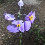 Utricularia longifolia Flor