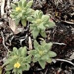 Hemizonella minima Flower