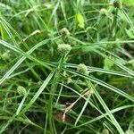 Cyperus hortensis Hábito