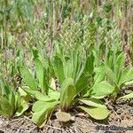 Plantago rhodosperma Hábito