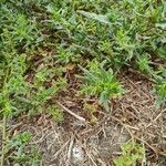 Patellifolia procumbens Blad