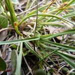 Carex bicolor Leaf