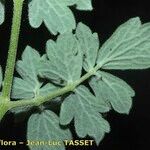 Thalictrum foetidum Other