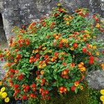 Lantana camaraHabit