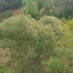 Baccharis pilularis Habitat