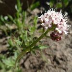 Valeriana californica ᱵᱟᱦᱟ