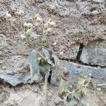 Acmella paniculata Hábito