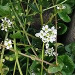 Cochlearia anglica फूल