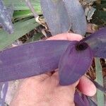 Tradescantia pallida List