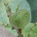 Ficus hispida Fruit