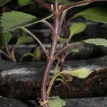 Dahlia spp. Écorce