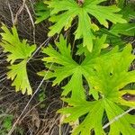 Delphinium leroyi Fulla