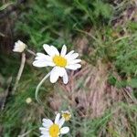 Leucanthemum coronopifolium