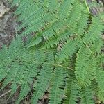 Athyrium filix-feminaبرگ