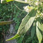 Echium italicum Frunză