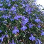 Lobelia erinusÇiçek