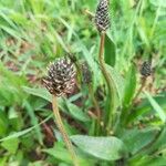 Plantago mediaFiore