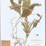Selaginella parkeri Hoja