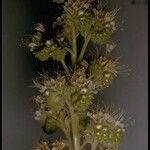 Phacelia heterophylla Flower