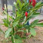 Alpinia purpurata Fuelha