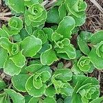 Sedum kamtschaticum Blatt