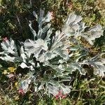 Pardoglossum cheirifolium Habit